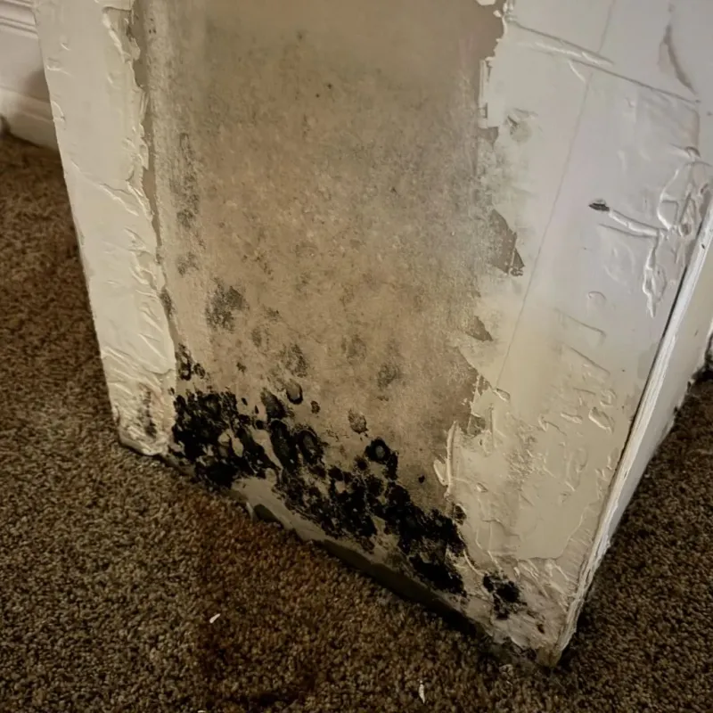 Professional Mold Removal in Bradford County, FL